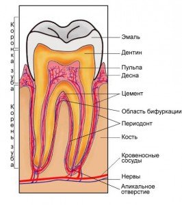Строение зуба человека