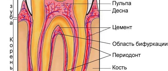 Строение зуба человека