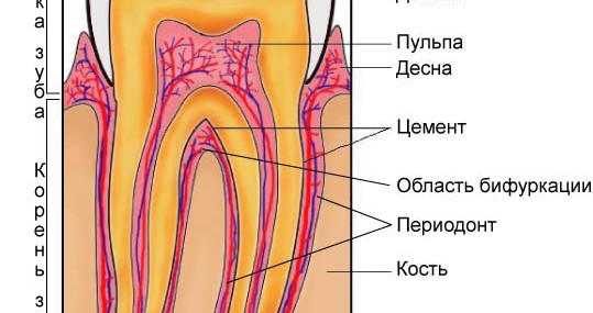 Строение зуба человека